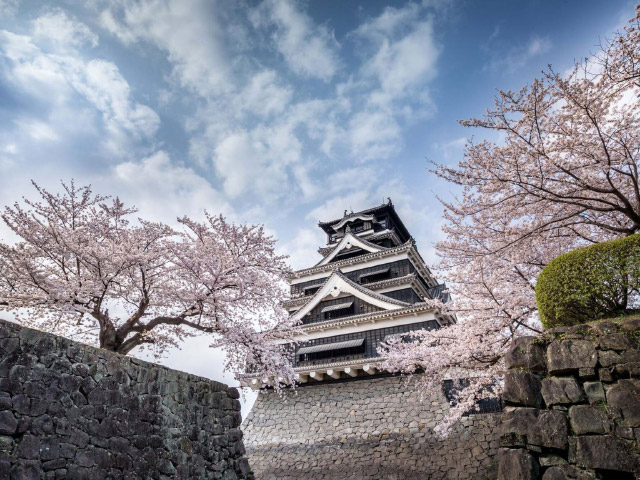 Castle Cherry Blossom