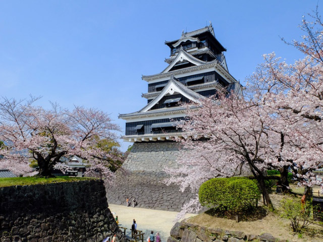 Castle Cherry Blossom